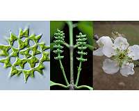 Study provides framework for one billion years of green plant evolution