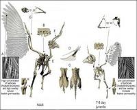 Leg-wing coordination key tp origin of flight for baby birds, dinosaurs