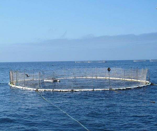 Aquaculture drives aquatic food yields to new high