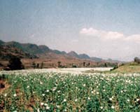 NATO must go for drug lords: Afghan minister