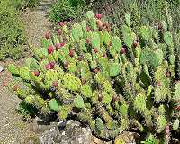 Prickly pears: 'humble' cactus brings hope to Algeria
