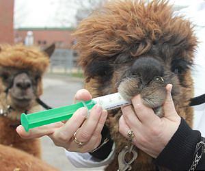 To swallow or to spit? New medicines for llamas and alpacas