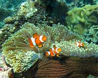 New research delivers hope for reef fish living in a high CO2 world