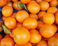 Florida orange industry hit by hurricane, disease