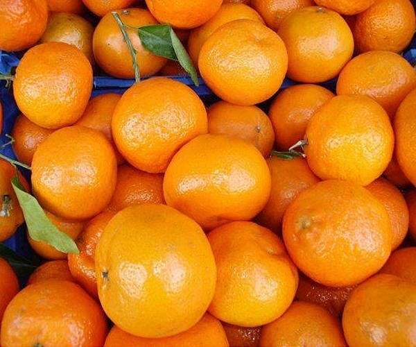 Fruit in crisis: Florida's orange groves buffeted by hurricane, disease