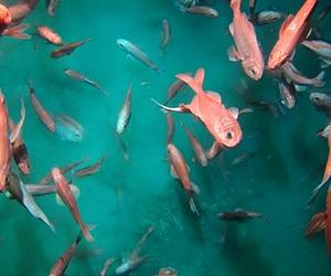 Deep-sea fish in deep trouble