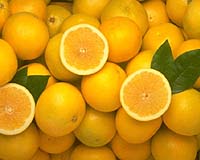 Xethanol Announces Grant Application For Citrus Waste To Ethanol Production