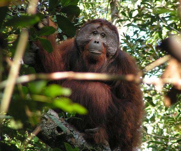Great ape's consonant and vowel-like sounds travel over distance without losing meaning