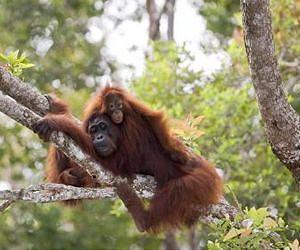 Culture in humans and apes has the same evolutionary roots
