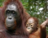 New hope for Borneo's orangutans