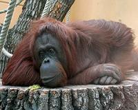 Bali's drugged, smuggled orangutan headed back to the wild