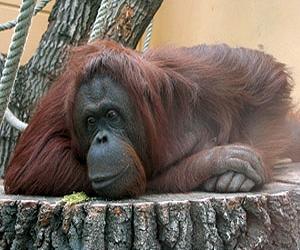 Orangutans plan their future route and communicate it to others