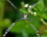 Scientists discover key mechanism behind the formation of spider silk