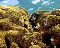 New study shows some corals might adapt to climate changes