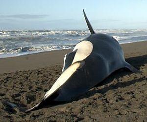 Stranded orcas hold critical clues for scientists