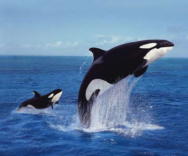 French marine park closes over law banning killer whale shows