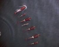 Studying killer whales with an unmanned aerial vehicle