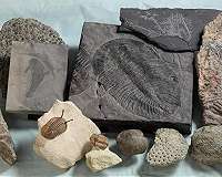 Evolutionary origins of animal biodiversity