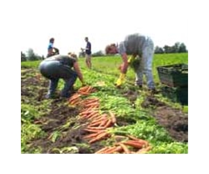 Organic Onions, Carrots And Potatoes Do Not Have Higher Levels Of Healthful Antioxidants