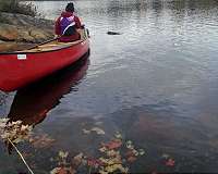 Decomposing leaves are surprising source of greenhouse gases