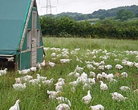Free-Range Chickens Are More Prone To Disease