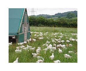 GM Chickens That Don't Transmit Bird Flu Developed