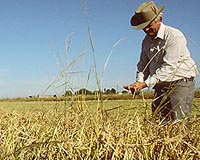 Competitive, Trade-Friendly Nations Weather Volatile Crop Yields Best
