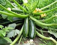 Australian organic farmer loses GM test case
