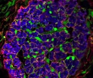 Using living cells as an invisibility cloak