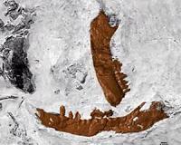 Analysis of proto-mammal fossil clarifies the mammalian family tree