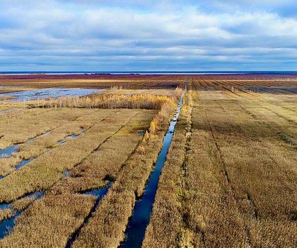 Arctic warming spurs growth of carbon-soaking peatlands