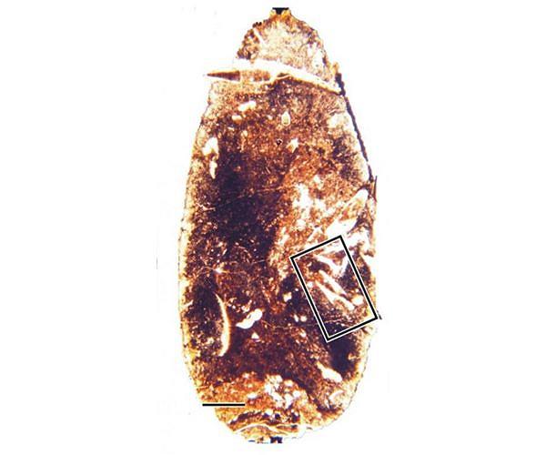 New beetle species found in the fossilized feces of ancient dinosaur ancestor