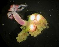 The story of a bizarre deep-sea bone worm takes an unexpected twist