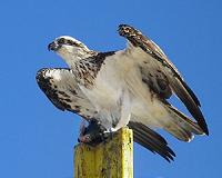 Birds of prey rely on color vision to hunt