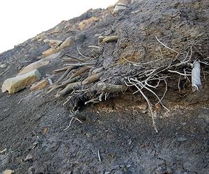 Ancient Forest Emerges Mummified From The Arctic