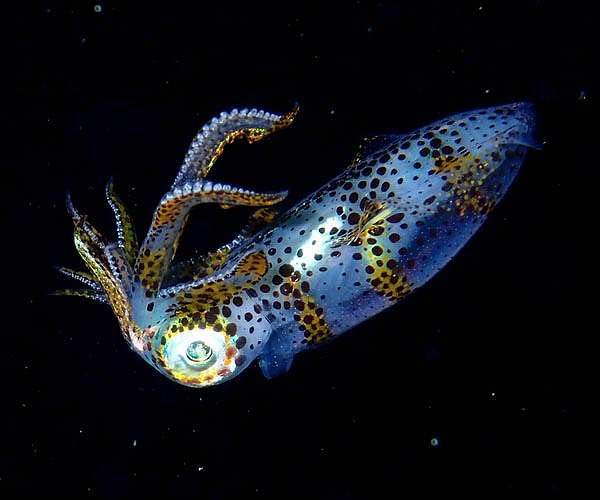 Researchers design the cheapest and most efficient squid aquaculture system to date