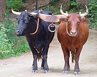 Year of Ox marks first lunar new year for 'black' Chinese SAfricans