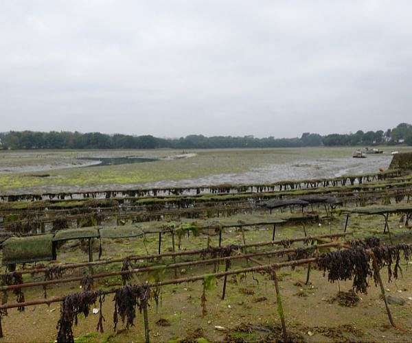 Climate change gets in the way of French oyster culture