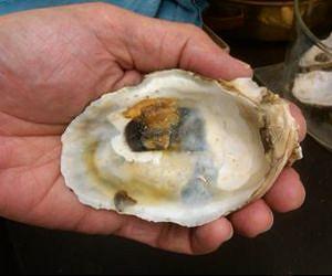 Scientists find higher concentrations of heavy metals in post-oil spill oysters from Gulf of Mexico
