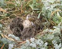 Extreme weather has greater impact on nature than expected