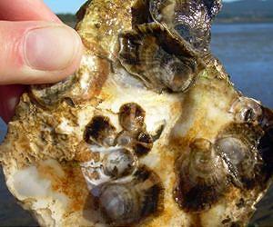 Ocean Acidification Linked With Larval Oyster Failure in Hatcheries