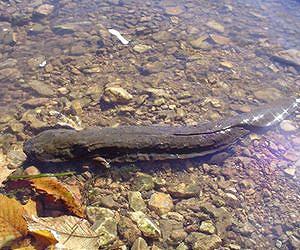 Hellbender salamander study seeks answers for global amphibian decline