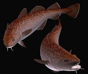 Researchers identify fish protein that may inhibit cancer metastasis