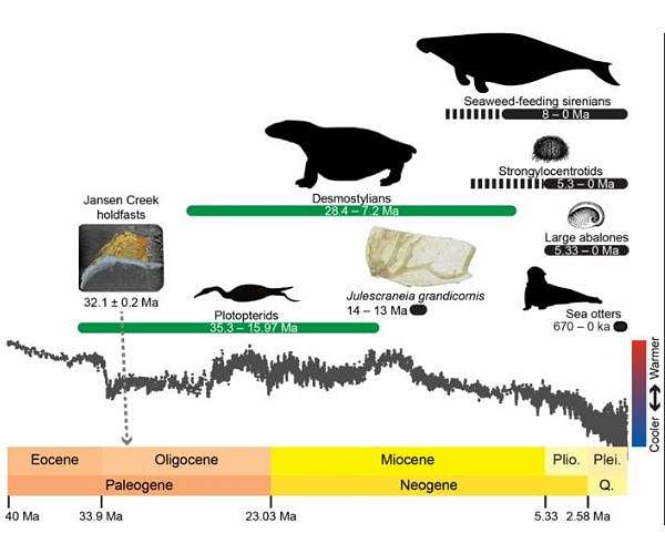 Pacific kelp forests are far older that we thought