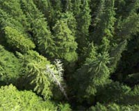 Global Warming May Spur Increased Growth In Northwest Forests