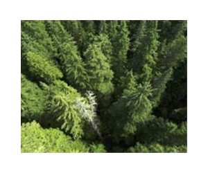 Washington state forests: In good shape