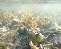Saving oysters by digging up their past