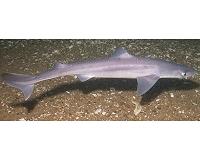 How sharks recycle toxic ammonia to keep their skin moist