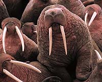 Environmental groups sue to protect Pacific walrus