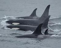 It's a girl! Biologists confirm rare new orca calf is female